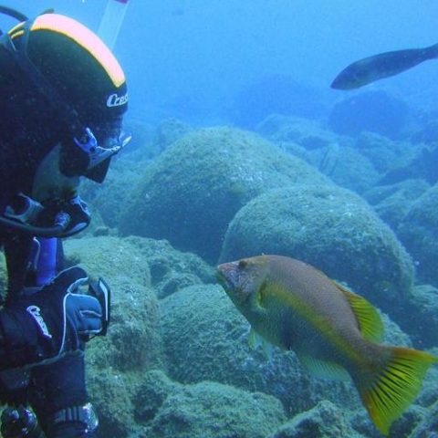 a group of people swimming in the water