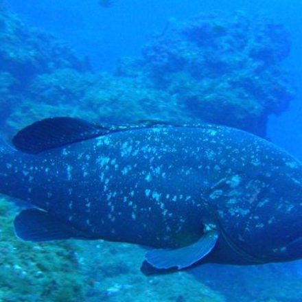 a fish swimming under water