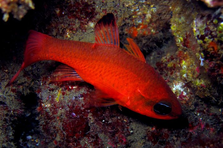 a fish swimming under water