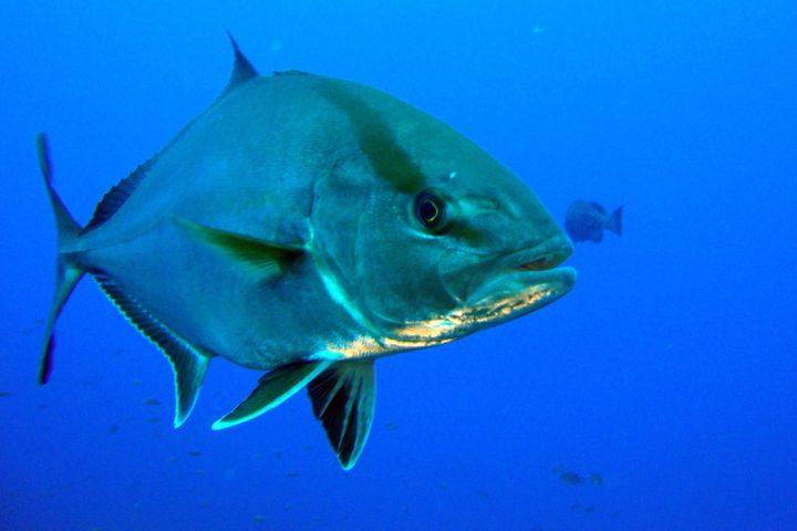 a fish swimming under water