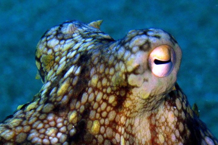 a close up of an animal