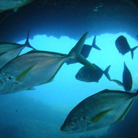 a fish swimming under water