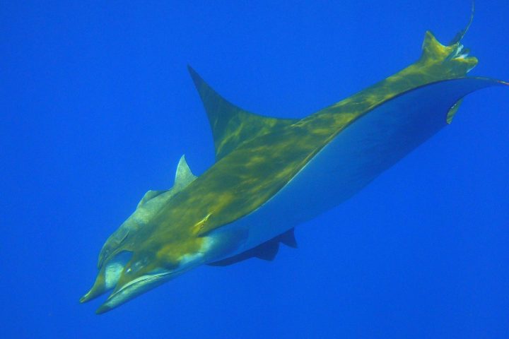 a blue and yellow fish