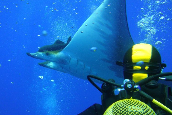 a fish swimming under water
