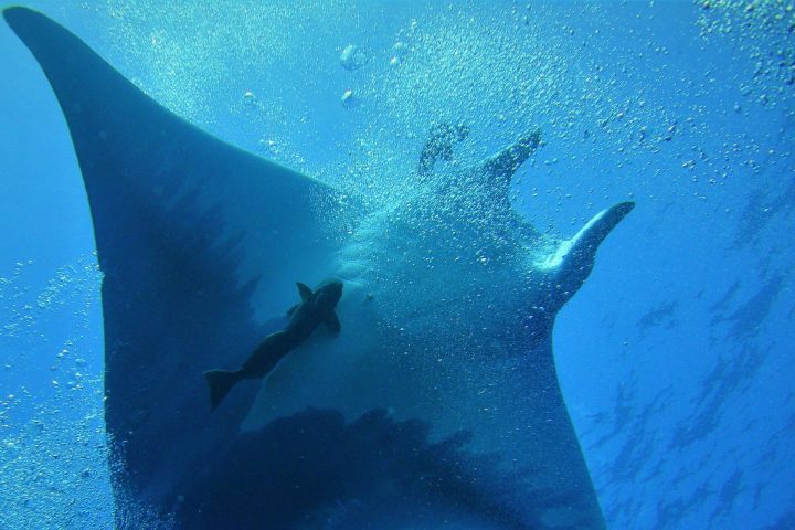 a fish swimming under water