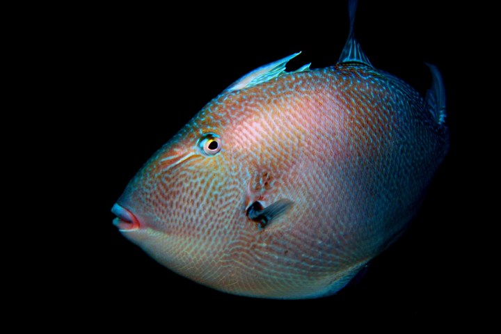 a fish in a dark room