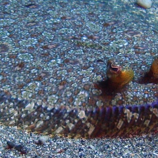 a fish in a rocky area