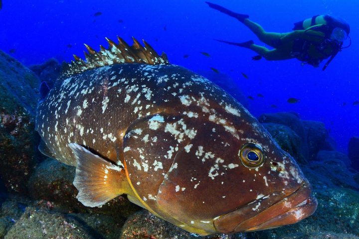 underwater view of a coral