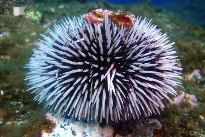 a close up of an animal