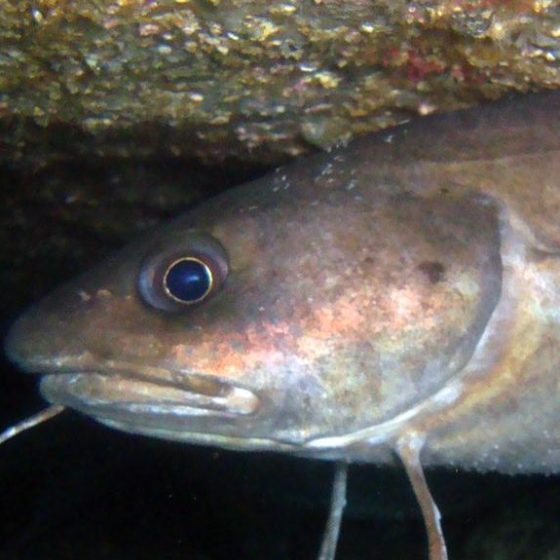 a close up of a fish