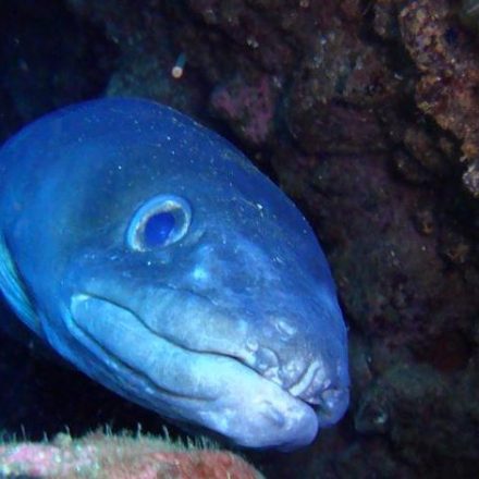 a fish swimming under water