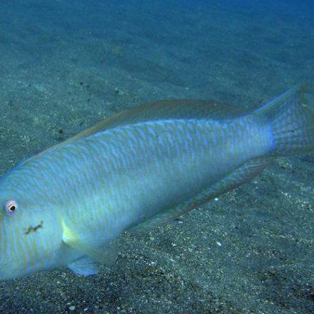 a fish swimming under water