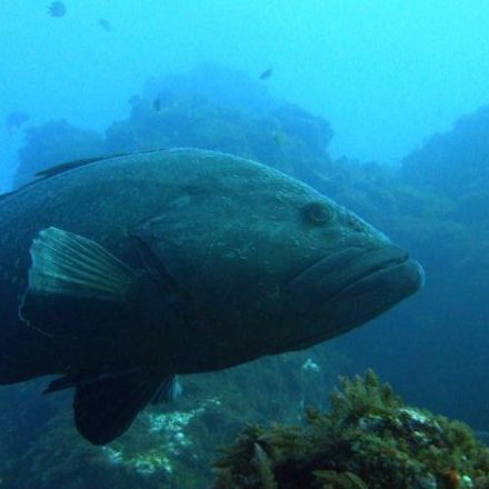 a fish swimming under water