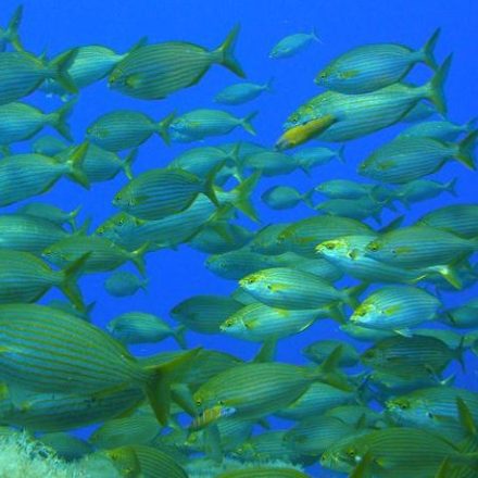 a group of fish in the water