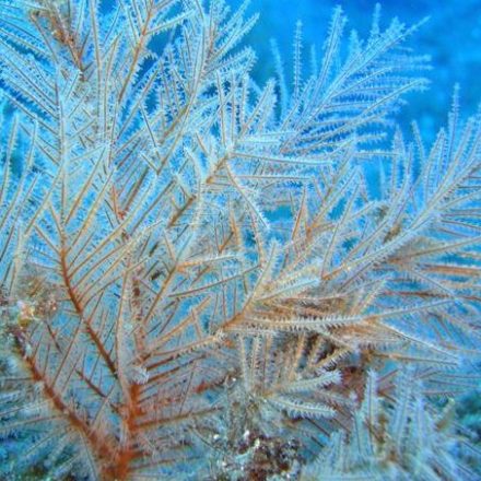 a close up of a coral