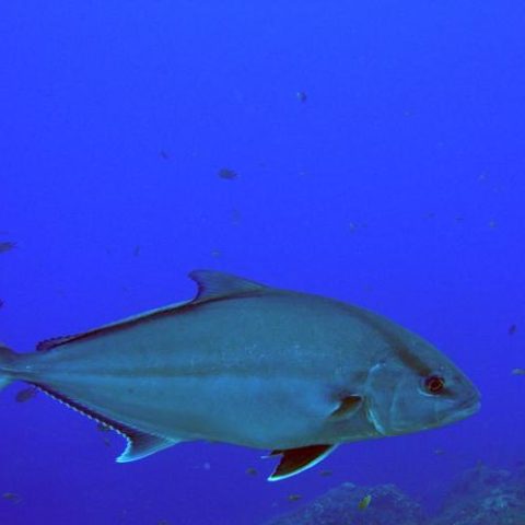 a group of fish in the water