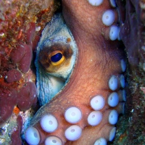 a close up of an animal