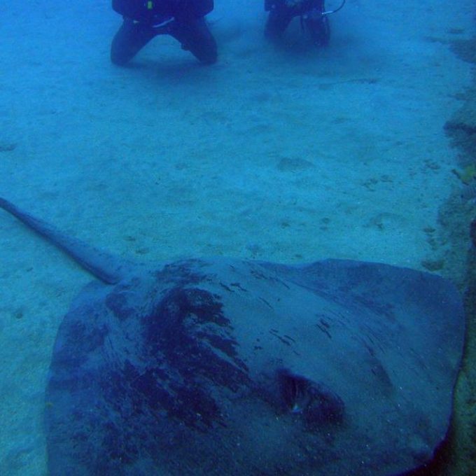 a fish swimming under water