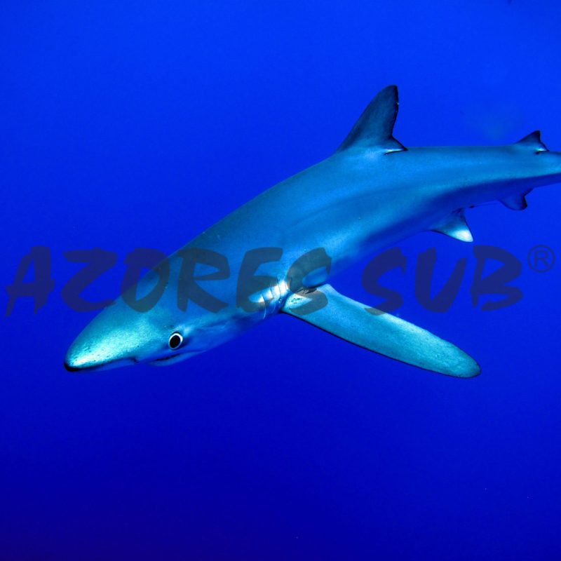 a shark in the water