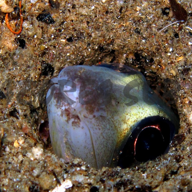 a close up of a fish