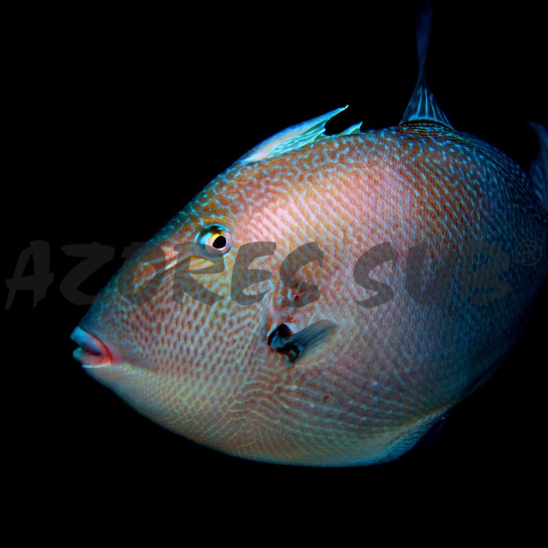 a fish in a dark room