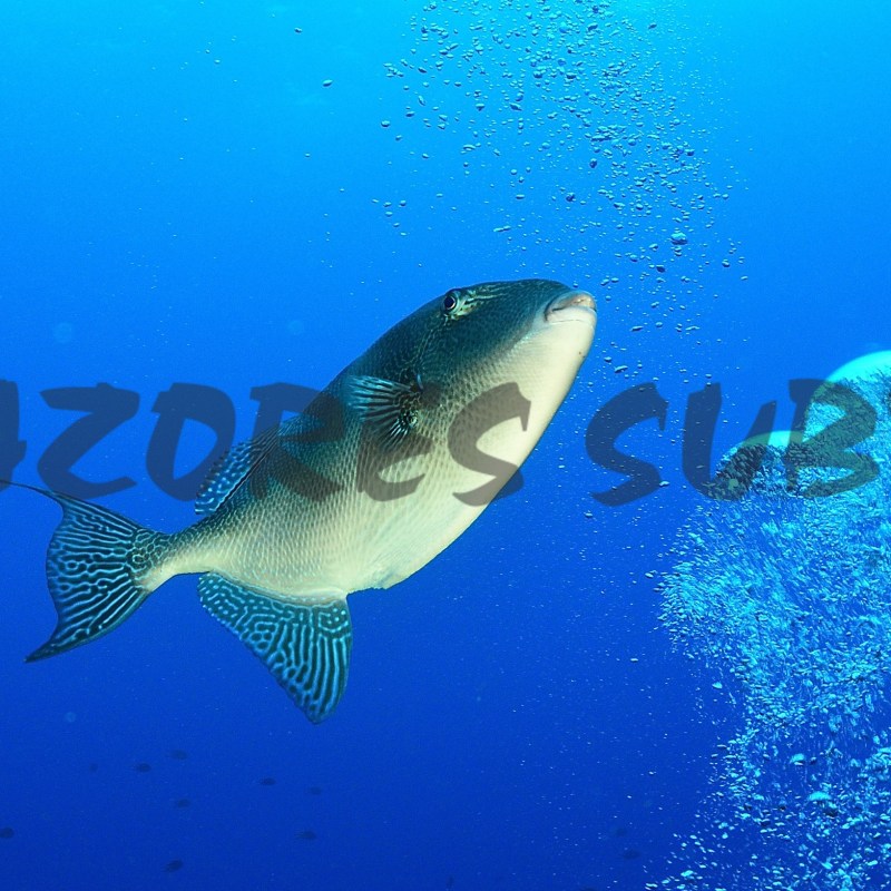 a bird swimming in water