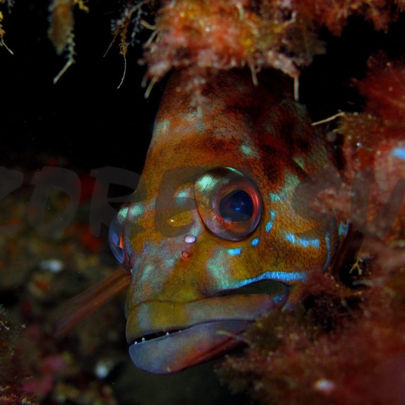 a close up of a lobster