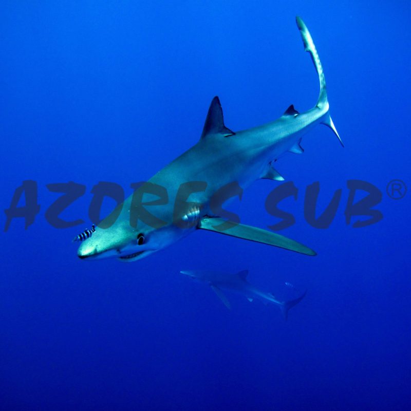 a fish swimming under water