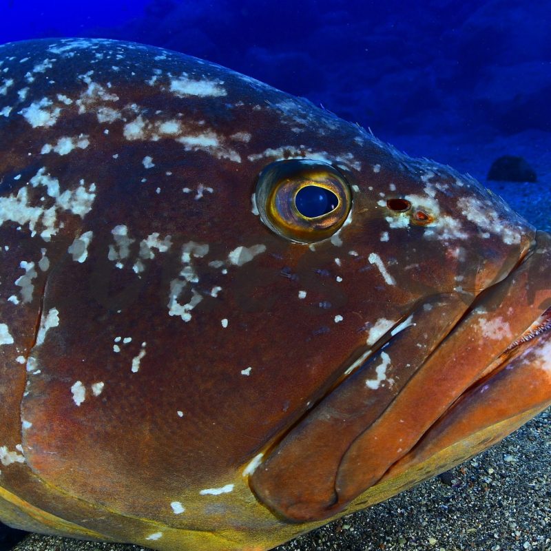 a close up of a fish