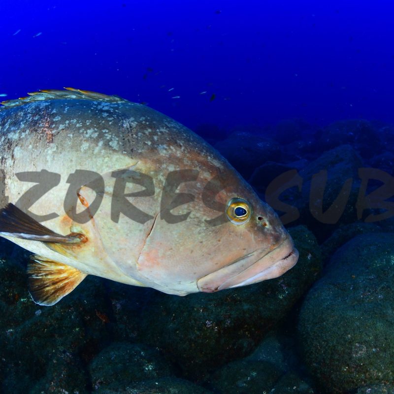 a fish swimming under water