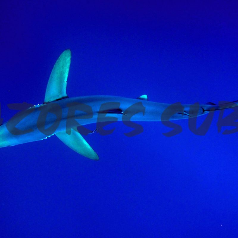 a fish with large shark