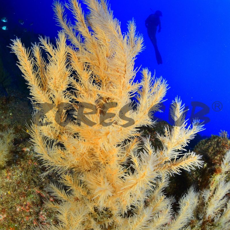 a close up of a plant