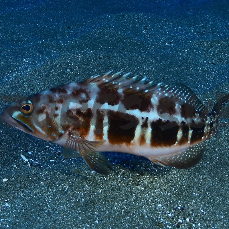 a fish swimming under water