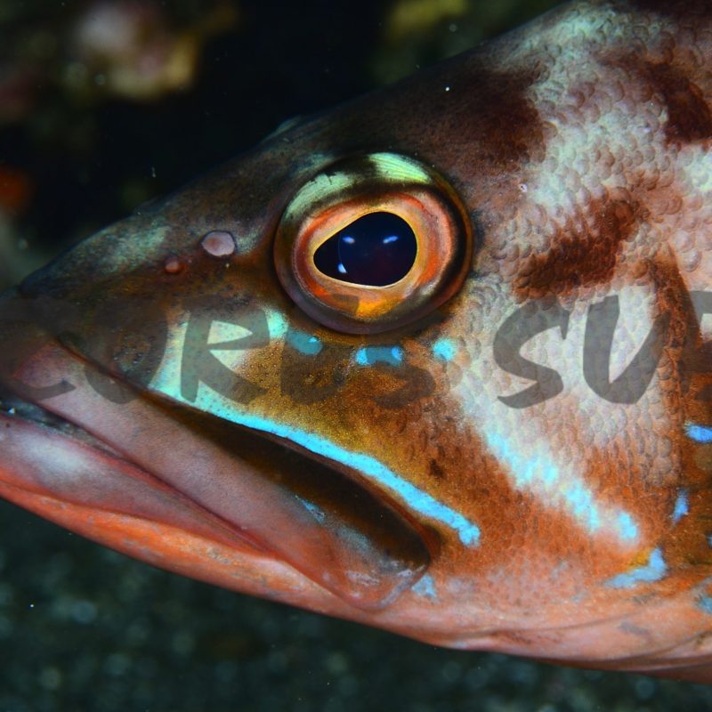 a close up of a fish