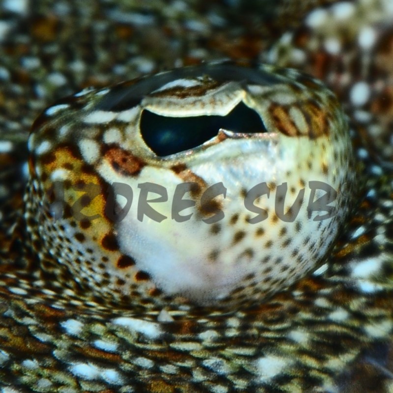 a close up of a bird