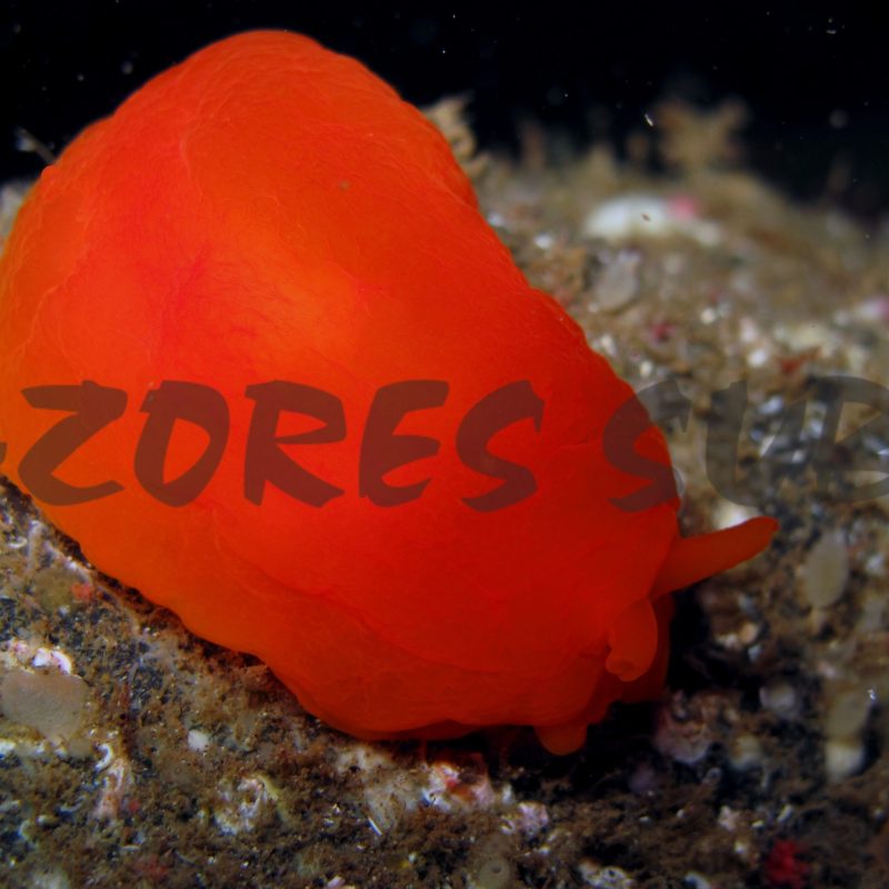 a close up of a fish