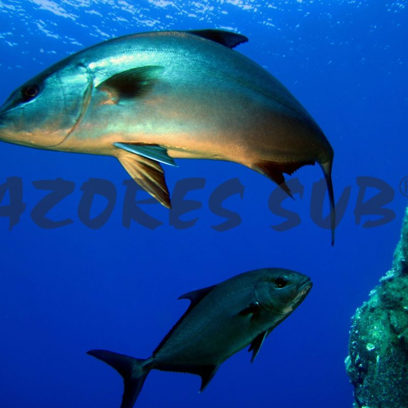 a fish swimming under water