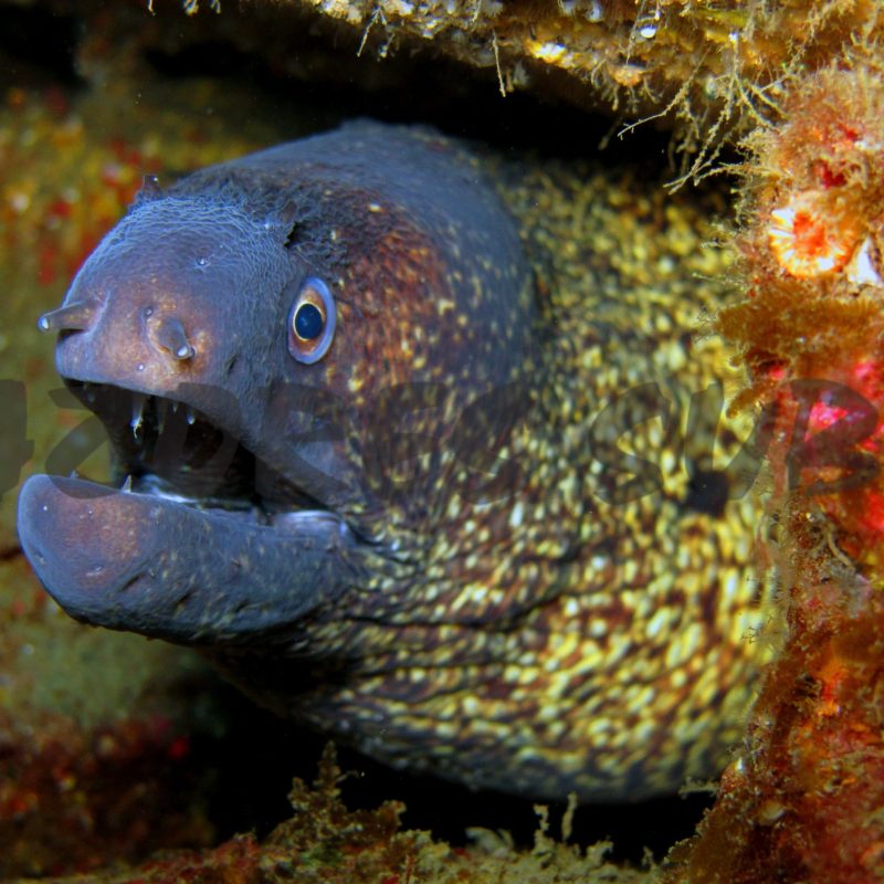 a close up of a fish